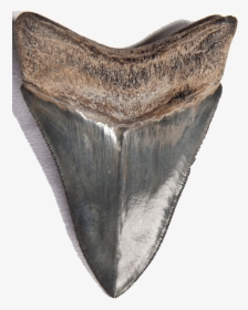 Shark Teeth Png Download Image - Fish, Transparent Png, Free Download