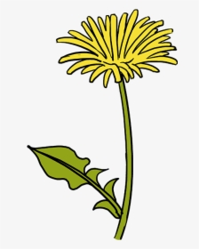 How To Draw A Dandelion - Draw A Yellow Dandelion Easy, HD Png Download, Free Download