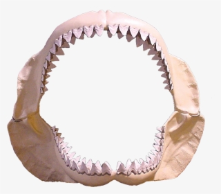 Megalodon-0 - Transparent Shark Teeth Png, Png Download, Free Download