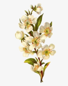 Flower White Spring Png Overlay Free Edits Edit Kpopedi - Transparent Background Vintage Flowers Png, Png Download, Free Download