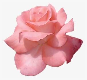 Roses Png Tumblr - Pink Flowers Tumblr Transparent, Png Download, Free Download