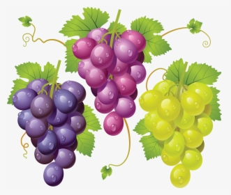 Transparent Grape Emoji Png - Grapes Graphics, Png Download, Free Download