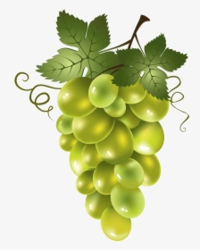 Red Grapes Transparent Cartoon, HD Png Download, Free Download