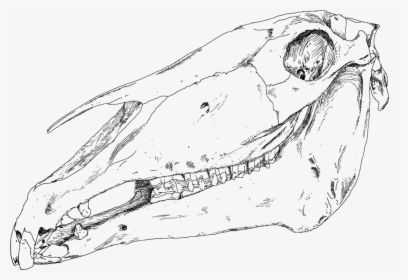 Carnivoran,fish,reptile - Horse Skull Line Drawing, HD Png Download, Free Download