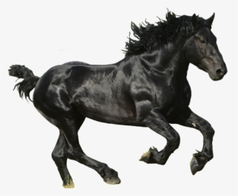 Free Download Of Horse Transparent Png Image - Lil Nas X Old Town Road Album, Png Download, Free Download