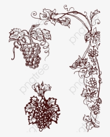 Transparent Vine Clip Art - Grape Png Vector, Png Download, Free Download