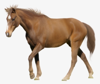 Download For Free Horse Icon - Horse Photo With White Background, HD Png Download, Free Download