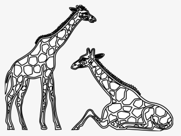Giraffe Clipart Line Drawing - Giraffes Black And White Clip Art, HD Png Download, Free Download