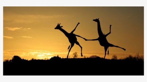 #silhouette #dancing #giraffes #freetoedit - Facebook Cover Photo Giraffe, HD Png Download, Free Download