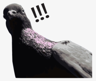 Rock Dove - Earless Seal, HD Png Download, Free Download