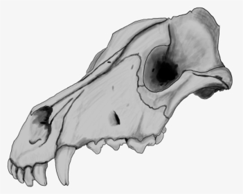 Dog Skull By Szczygly-d6qh39p - Dog Skull Drawing, HD Png Download, Free Download
