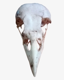 Animal Groups Roleplay Wiki - Transparent Bird Skull Png, Png Download, Free Download