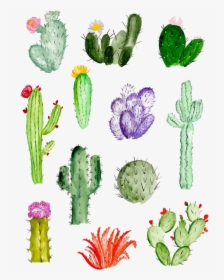 Cactaceae Painting Succulent Plant - Cactus Aquarel, HD Png Download, Free Download