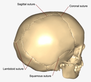 Squamous Sutures Of The Skull, HD Png Download, Free Download