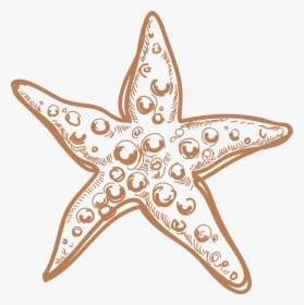 Sea Star Png Image Background - Marine Life Drawing, Transparent Png, Free Download