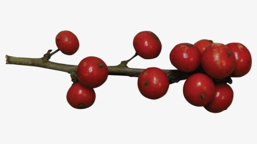 Holly Berries Red Png , Png Download - Red Holly Berries Png, Transparent Png, Free Download