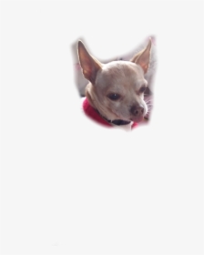 #my Cute Doge Kiko Use His Face Or He Will Kill You - Chihuahua, HD Png Download, Free Download