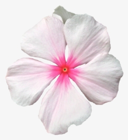 Transparent Flower Crown Png Background Png Download - Periwinkle, Png Download, Free Download