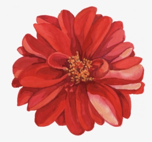 Watercolor Red Flower Png, Transparent Png, Free Download