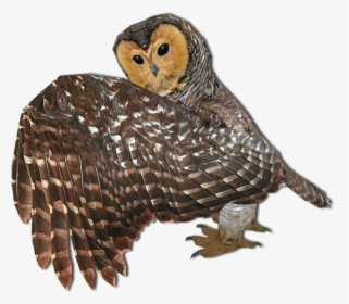 Barn Owl , Png Download - Barn Owl, Transparent Png, Free Download