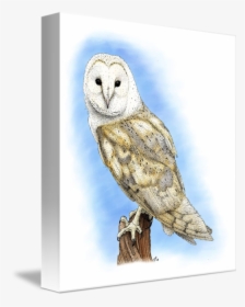 Clip Art By Roger Hall - Barn Owl Drawing, HD Png Download, Free Download