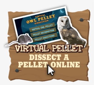 Owl Pellet, HD Png Download, Free Download