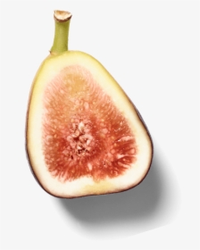 Common Fig, HD Png Download, Free Download