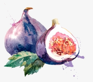 Clip Art Royalty Free Common Fig Watercolor Painting - Fig Watercolor Png, Transparent Png, Free Download