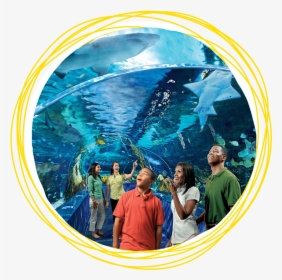 Ripley's Aquarium Of The Smokies, HD Png Download, Free Download