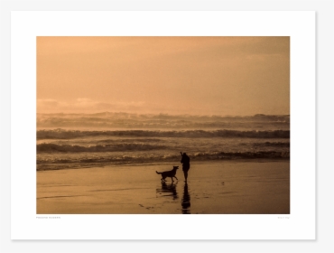 Main Beach Dog, HD Png Download, Free Download