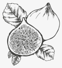 Fig Black And White, HD Png Download, Free Download