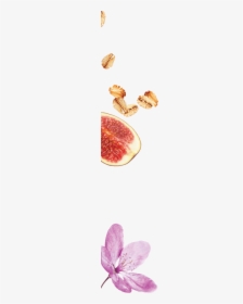 Fig, HD Png Download, Free Download