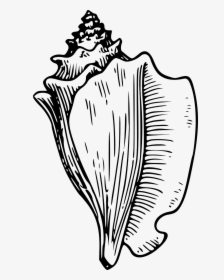Conch Shell Black And White Clipart, HD Png Download, Free Download