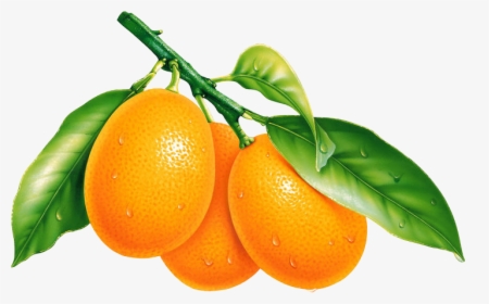 Vector Fruits Citrus - Png Transparent Kumquat Png, Png Download, Free Download