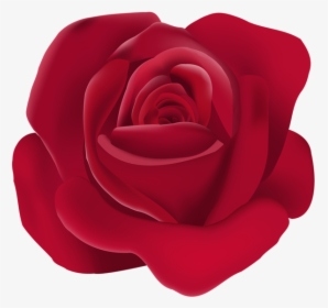 Rose Png - Rose, Transparent Png, Free Download