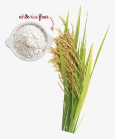 A Naturally Gluten-free Grain - Rice Tree Png, Transparent Png, Free Download