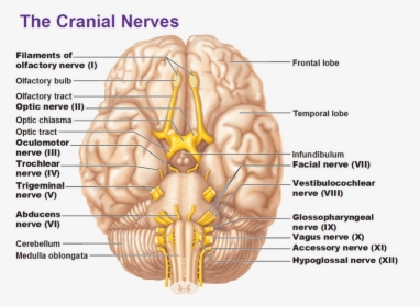 Trauma Release - Cranial Nerves Of The Peripheral Nervous System, HD Png Download, Free Download
