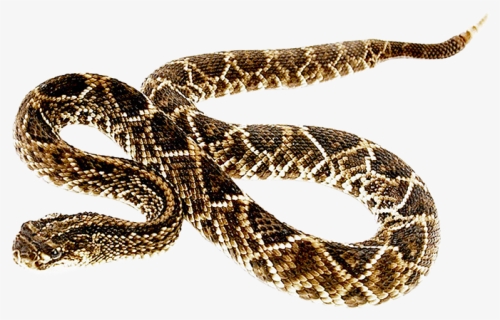 Free Png Snake Png Images Transparent - Rattlesnake Png, Png Download, Free Download
