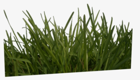 Grass Mask Texture, HD Png Download, Free Download