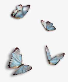 Butterflies, Blue, Insect, Isolated - Ragdoll Kitty And Butterflies, HD Png Download, Free Download