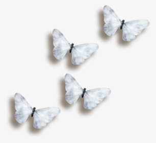 Transparent Black And White Butterfly Png - Transparent Background White Butterfly, Png Download, Free Download