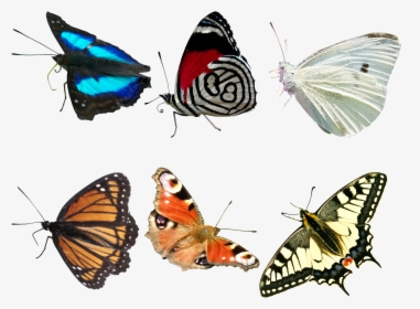 3d Butterfly, Max Img, - Transparent Real Butterfly, HD Png Download, Free Download