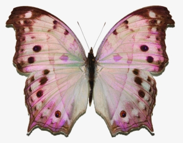 Mother Of Pearl Butterfly, HD Png Download, Free Download