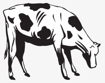 Grass Black And White Black Cow Eating Grass Clipart - Cow Eating Clipart, HD Png Download, Free Download