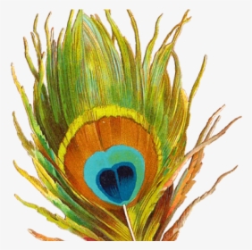 Peacock Feather Clipart Png, Transparent Png, Free Download