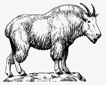 Billy Goat, He Goat, Goat Like, Animal, Biology, Mammal - Clipart Image Of Mountain Goat, HD Png Download, Free Download