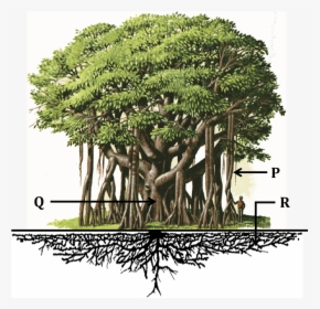 The Diagram Shows A Banyan Tree - National Tree Of India In Hindi, HD Png Download, Free Download