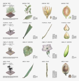 Banyan Leaf Png, Transparent Png, Free Download