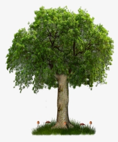 A Queima De Árvore Livre De Plantas Clipart, Planta - Pavan Kalyan New Movie, HD Png Download, Free Download
