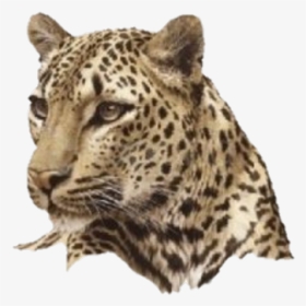 #freetoedit#eemput #png #tiger #tigers - African Leopard Head Drawing, Transparent Png, Free Download